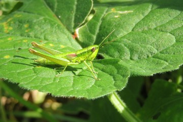Green grasshopper on green leaf background in the garden, closeup 
