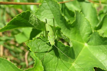 Green grasshopper on leaf in the garden, closeup