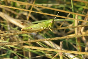 Green grasshopper on grass in autumn garden, closeup