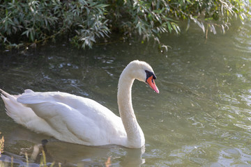 Mute swan (Cygnus olor) swimming in blue water with reflection.