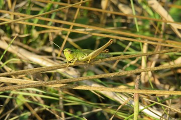 Green grasshopper on grass in autumn garden, closeup