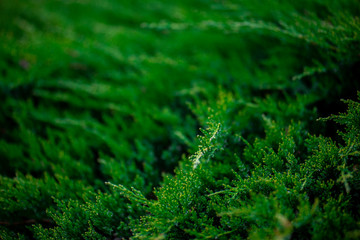 microbiota decussata green bushes