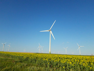 wind turbines in sunflowers field