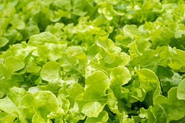 Green fresh lettuce  in the farm , healthy vegetables salad food.