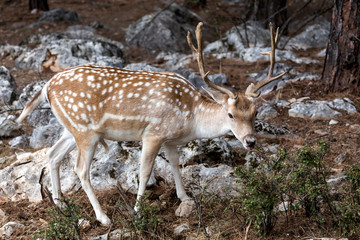 Naklejka na ściany i meble Spotted deer (Axis axis) in the forest
