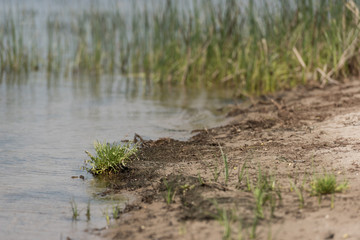 selective focus of sandy river coast with green grass