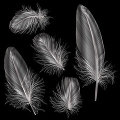 Set colored feathers. Vector illustration.