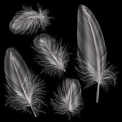 Obraz premium Set colored feathers. Vector illustration.