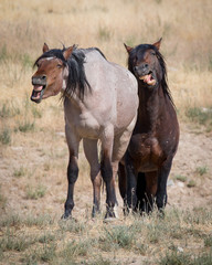 Laughing horses