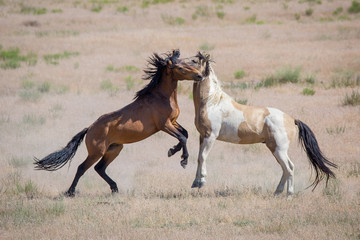 Fighting Horses