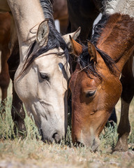 Wild Horses in the West Desert of Utah