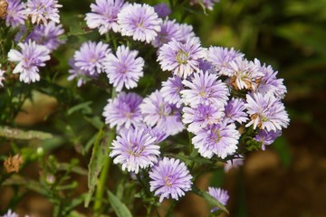 Fototapeta premium Macro Shot, Flower bunch