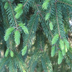 fresh green, pine tips
