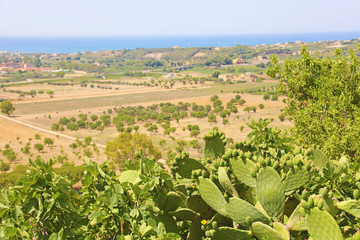 Prickly pear cactus and vegetation in Valley of the Temples, Agrigento, Sicily
