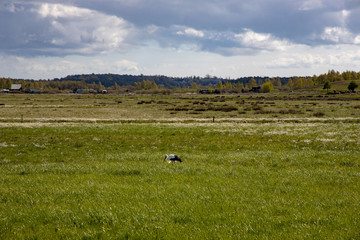 Polish spring landscape kashubia with a green meadow with a blue sky with clouds and a hungry stork...