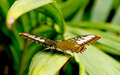 Close up view of dark brown butterfly with white color pattern stay on green leaf in the forest of national park in Thailand.