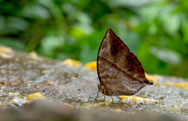 Close up view of brown butterfly stay and eat some fruits on the rock near the forest in the national park of Thailand.
