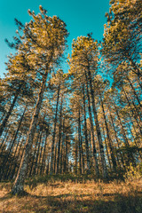 Fototapeta premium Forest