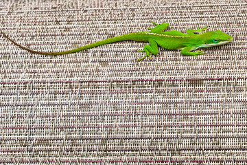 Green lizard on Lawn Chair