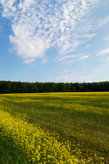 Obraz premium Large grassland of rapeseed under blue sky and white clouds.