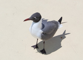 seagull on the beach