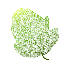 Leaf isolated. Vector illustration.