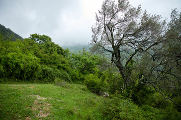 Obraz premium nice park in the Montenegro