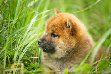 Fototapeta premium Cute and lovely red shiba inu puppy lying in the green grass in summer