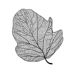 Leaf isolated. Vector illustration.