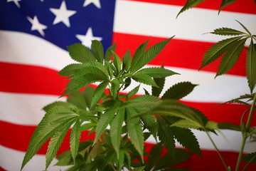 America legal marijuana concept. Medical cannabis
