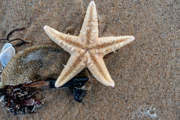 Fototapeta na wymiar white starfish on a sandy beach