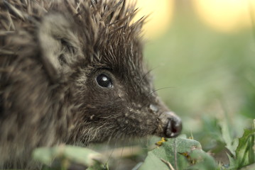 young hedgehog portrait close up