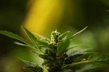 plant cannabis farm plantation medical marijuana hemp