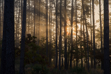 Sunrise in a pine forest. The rays of the sun in the morning shining through the branches of trees in a haze.