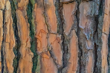 Natural surface texture of tree bark. Background pattern. Horizontal orientation.
