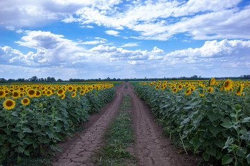 fields of blooming sunflowers in the south of Russia
