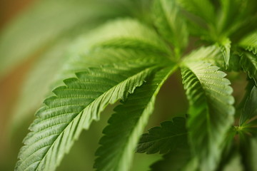 plant cannabis farm plantation medical marijuana hemp