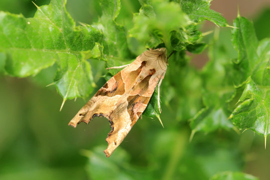 Achateule