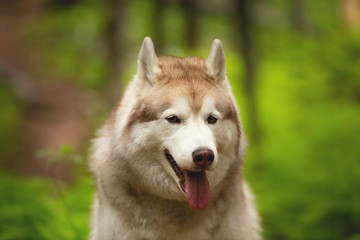 Happy and beautiful dog breed siberian husky sitting in the green forest.