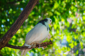 White dove sits on a branch in the zoo on a green background