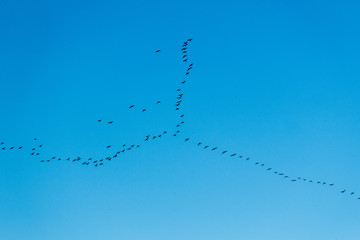 A flock of birds flies in the jamb to the south