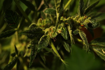 plant cannabis farm plantation medical marijuana hemp