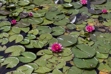 Large yellow rose on a bed near the monastery white wall