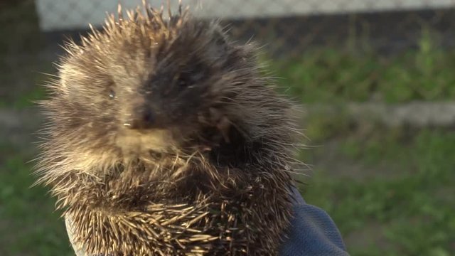 Small Hedgehog In Hand Close Up