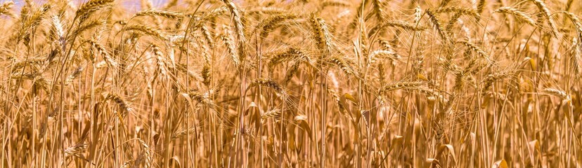 ears of wheat grow in the field, agriculture