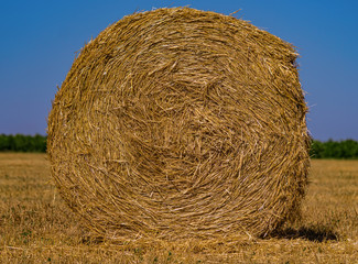 haystacks lie on a field harvesting