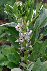 Obraz premium The field is blooming horse bean (Vicia faba)