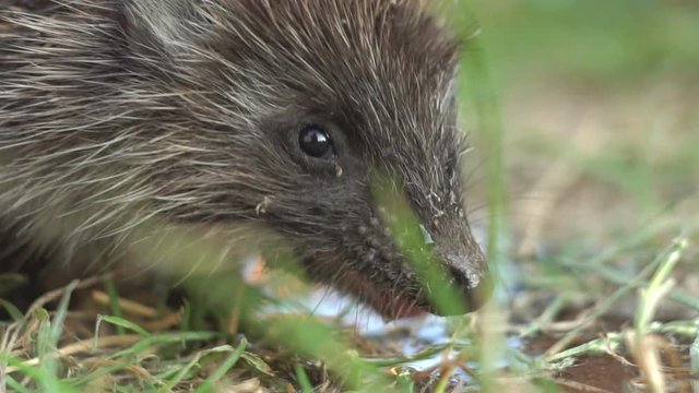 hedgehog drinks water slow motion