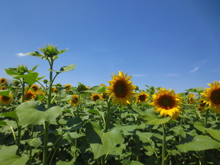 field of sunflowers and blue sky