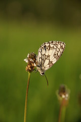 Schachbrett-Falter (Melanargia galathea) im letzten Abendlicht